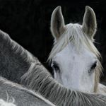 Sarah Levett - Instagram Profile Picture of Sarah Levett (@sarah.converse.vw.blue.dune) on Instagram