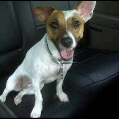 Dani Fink - Twitter Profile Picture of Dani Fink (@DaniDanicaPFink) on Twitter