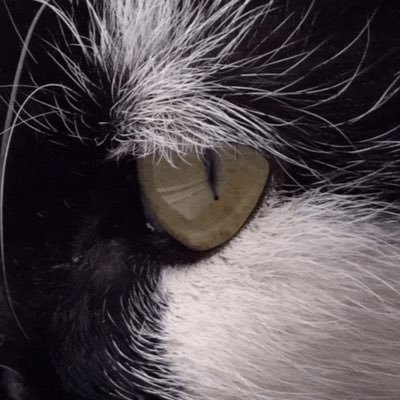 Stephen Flemming - Twitter Profile Picture of Stephen Flemming (@StephenFlemmin6) on Twitter