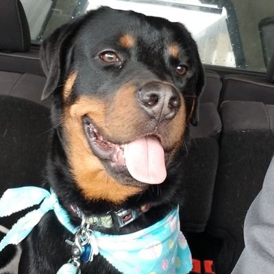 Profile Picture of Tyler Ardner (@tyardner0932) on Twitter