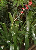 Profile Picture of Hohenbergia stellataon Wikipedia