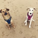 Profile Picture of Dino And Darcy Cates-Marriott (@doubletroubledinoanddarcy) on Instagram