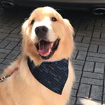 Profile Photo of Barry (@barrygoldenretriever) on Instagram