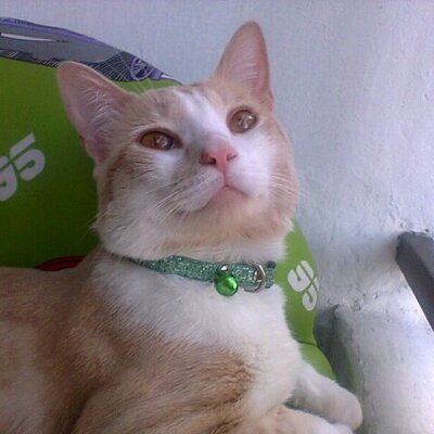 Profile Picture of Catalina Orrego (@cataorrego2) on Twitter