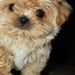Profile Picture of Tracye Forthmon (@tracyeforth) on Pinterest