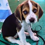 Profile Picture of Pamela Puelma Silva (@pampuel) on Instagram