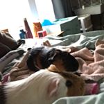 Profile Picture of Hazel & Abby 💕 (@guinealuve) on Instagram