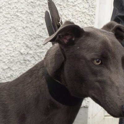 Profile Picture of Ryanmcfeely (@ryanmcfeely1) on Twitter