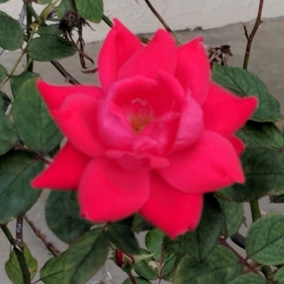 Profile Picture of Amanda Hamm (@ahamm542) on Poshmark