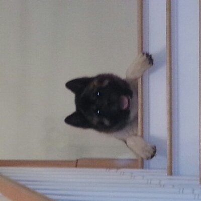 Profile Picture of Alicia Peters-Torrey (@apeterstorrey) on Twitter