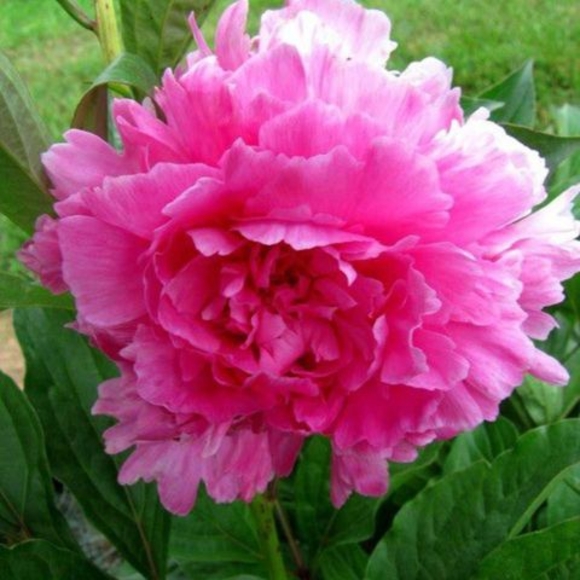 Profile Picture of Michelle Moberly (@michellemobe545) on Poshmark