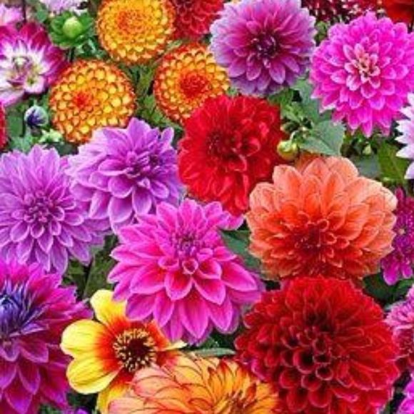 Profile Picture of Susan Neuhoff (@appleneuhoff) on Poshmark