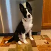 Profile Picture of Slowe (@colliescout) on Tiktok