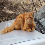Profile Picture of Glenn Simonne (@glennyq73) on Instagram