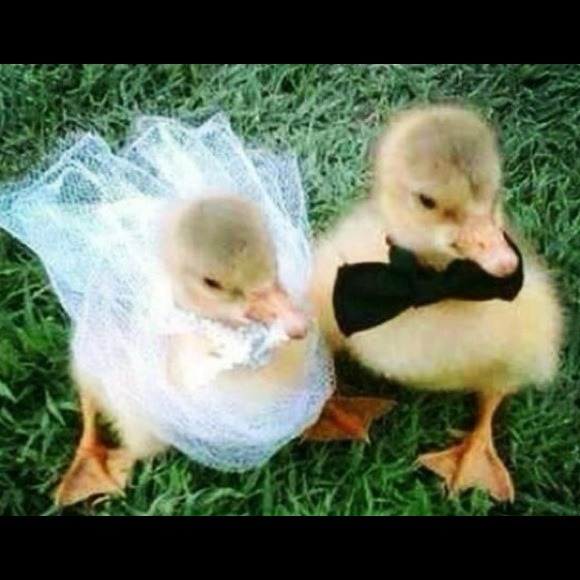 Profile Picture of Lisa Manez (@shoefan2013) on Poshmark