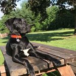 Profile Picture of Laurie Lankowski McComb (@happypeppergirl) on Instagram