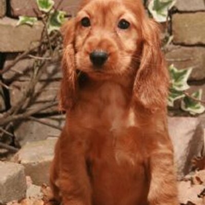 Profile Picture of Thomas Pauwels (@@thomaspauwels2) on Twitter