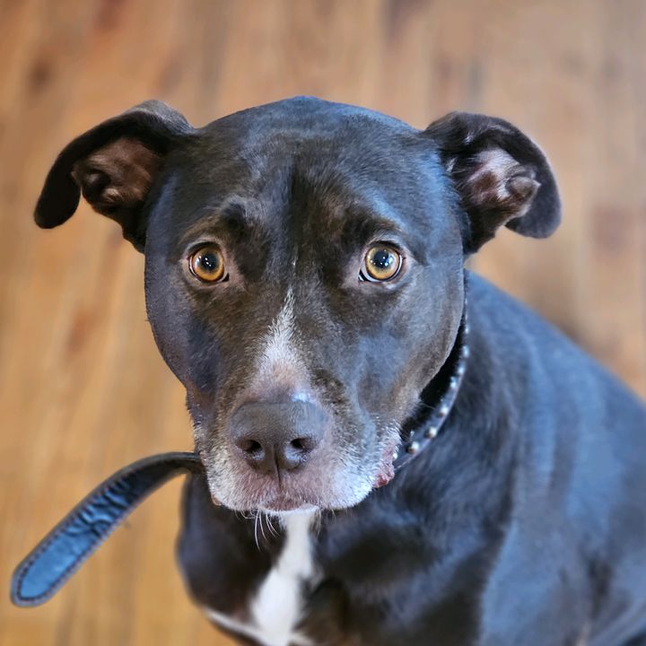Profile Picture of dogman28 (@brandonbennie1) on Tiktok