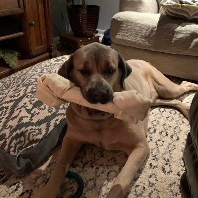 Profile Picture of Air Force Doc (@RandyGiattino) on Twitter