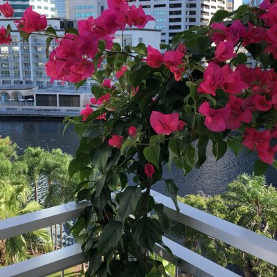 Profile Picture of Humberto Arguello (@HumbertoArgue18) on Twitter