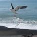 Profile Picture of Gayle Roberts Merry (@better) on Pinterest
