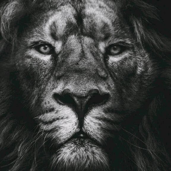 Profile Picture of Cédric Le Molar (@cedricfrancis4) on Tiktok