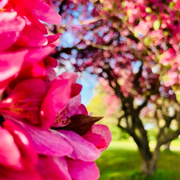 Profile Picture of Sophia Quattrocchi (@s_quattrocchi) on Poshmark