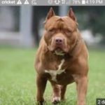 Profile Picture of john preciado (@kingjohn_11) on Instagram