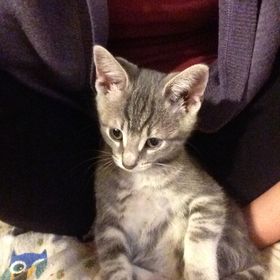 Profile Picture of Sadye James (@sadyemae13) on Pinterest