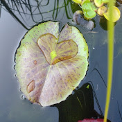 Profile Picture of Shelly Ferguson (@AxlEncounters) on Youtube