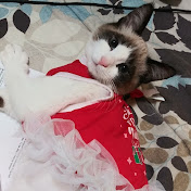 Profile Picture of TERA MOORE (@teramoore360able) on Youtube