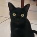 Profile Picture of Edney Hendrickson (@yeshuah123) on Pinterest