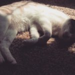 Profile Picture of Crystal Tower (@crystal_little_kitten) on Instagram