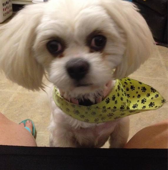 Profile Picture of Michele Groseta (@pmgroseta) on Poshmark