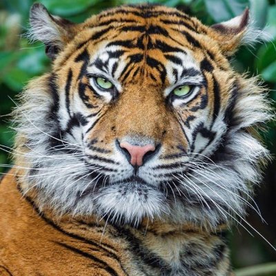 Profile Picture of Charles Chung (@charles_chung) on Twitter