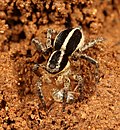 Profile Picture of Stenaelurillus hirsutuson Wikipedia