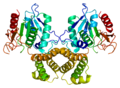 Profile Picture of Fatty acid synthase - Wikipediaon Wikipedia