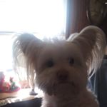 Profile Picture of Kim Sharkey (@kimsharkey625) on Instagram