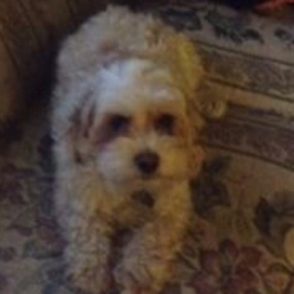 Profile Picture of Nicholas Neville (@ballers20) on Poshmark