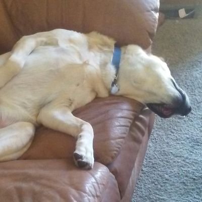 Profile Picture of James Nesci (@JamesN_95) on Twitter