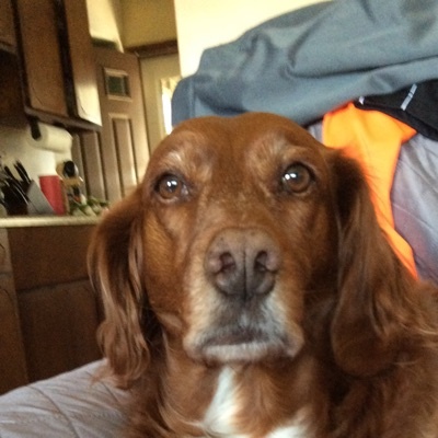 Profile Picture of Wrigley Beardmore (@wrigley_beardmore) on Tiktok