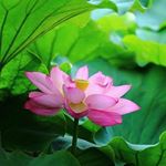 Profile Picture of 李燦 ( Charles Li) (@li_charng) on Instagram