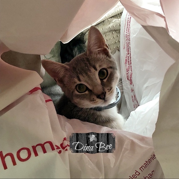 Profile Picture of Dina Breitschwerd (@dinabrd) on Poshmark