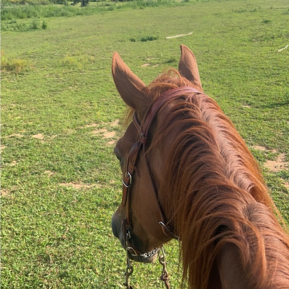 Profile Picture of Mercedes Blansit (@m_blansit) on Poshmark