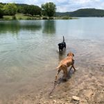 Profile Picture of Cinderella & Buddy Farmer (@superdogsadventures) on Instagram