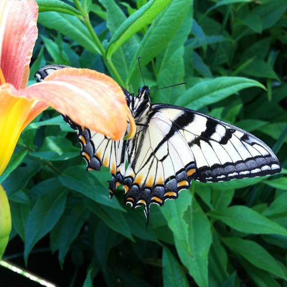 Profile Picture of Anna marie Cimarolli (@amc0530) on Poshmark