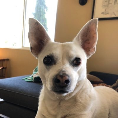 Sybil Grant - Twitter Profile Picture of Sybil Grant (@sybilgrant) on Twitter