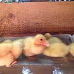 Profile Picture of douglas leckie (@doogle3520) on Instagram