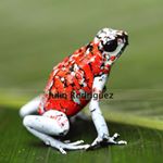 Profile Picture of Julio Rodriguez (@dartfrogs) on Instagram