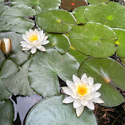 Profile Picture of Lilian Fredette (@lilianfredette5260) on Youtube